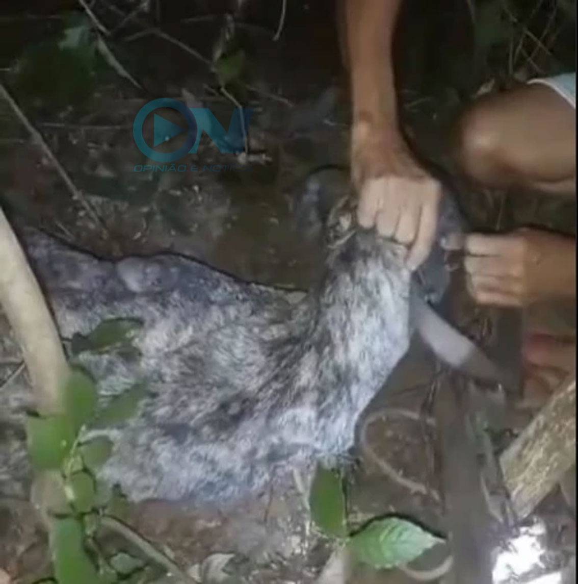 Violência sem limites: Teresina chocada com casos de abandono e envenenamento de Animais